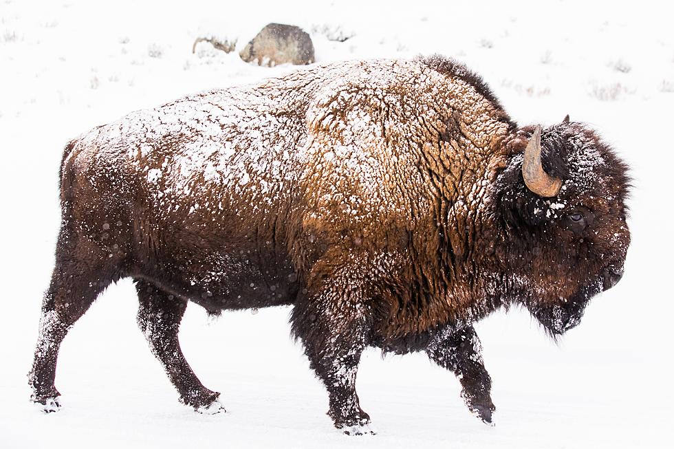 Watch Bison Herd Stampede for the Safety of Yellowstone Park