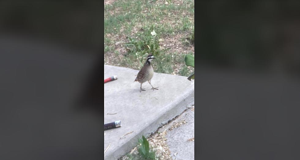 Rare Bird Spotted in Twin Falls County Backyard