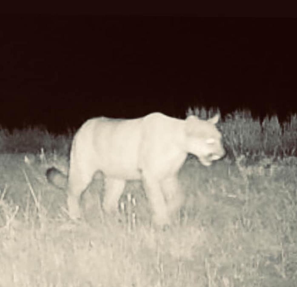 See the Beast One Idaho Man Had in His Backyard