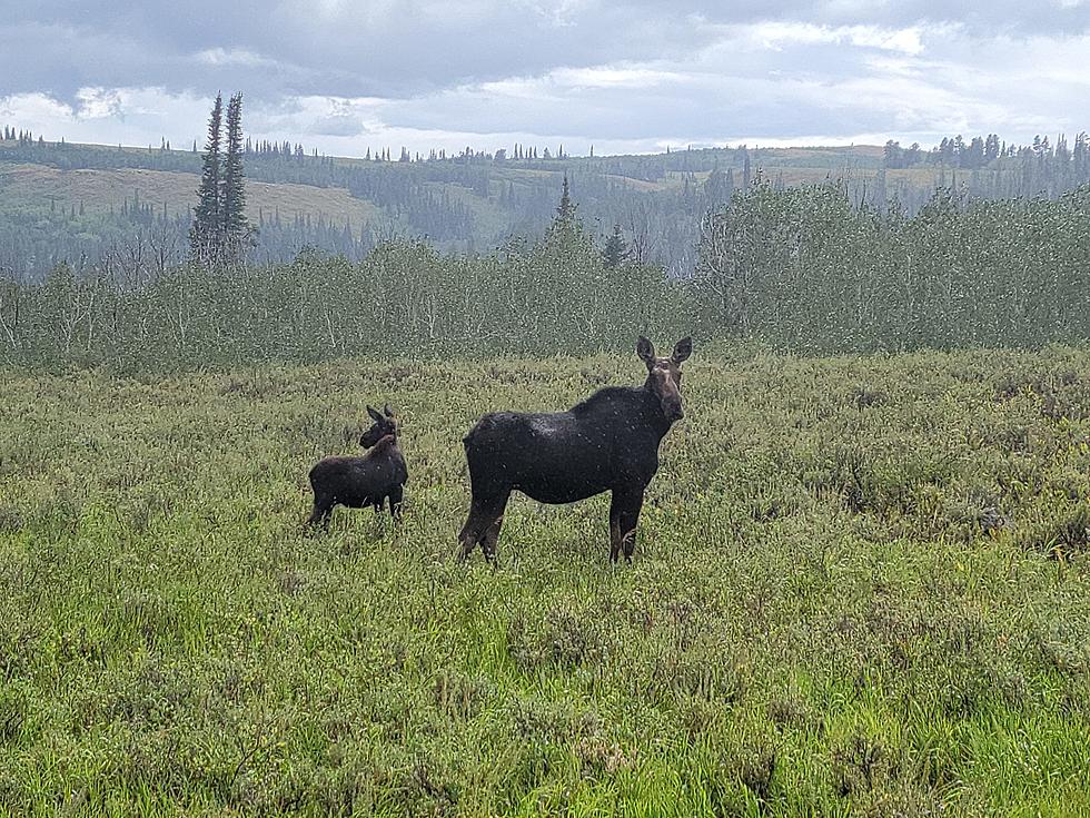 Moose on the Loose in Twin Falls County Idaho