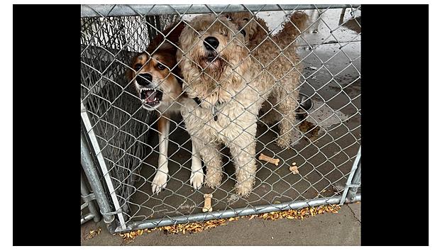 More Dogs Abandoned at Twin Falls Idaho Shelter