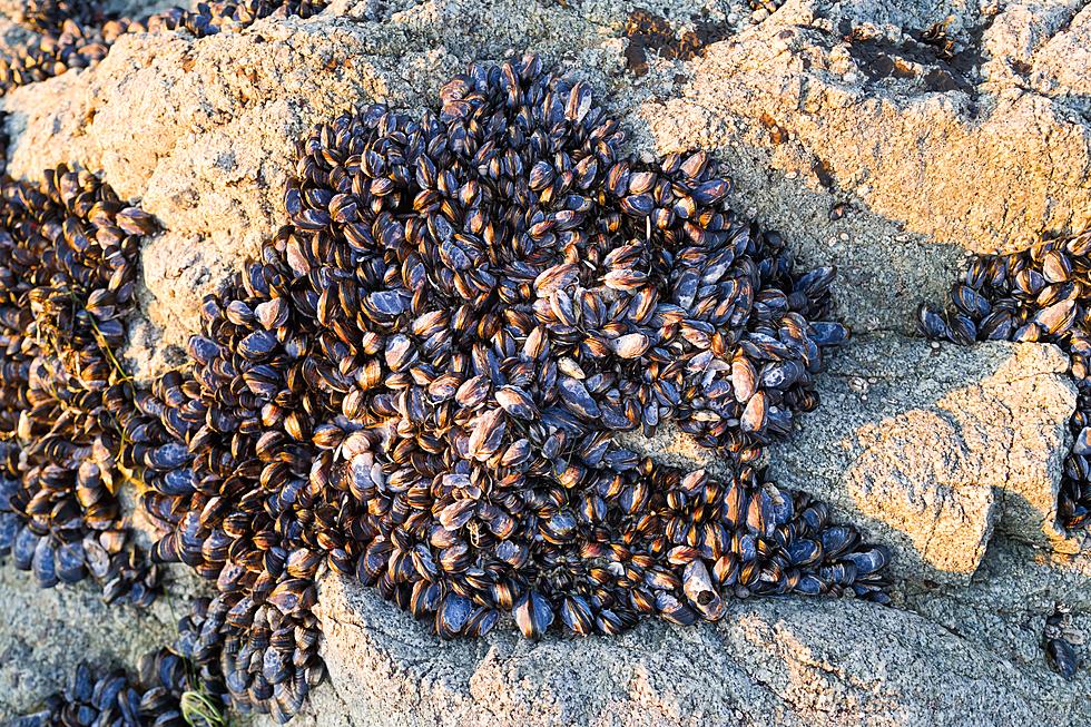 ALERT:  Quagga Mussels Found in Twin Falls