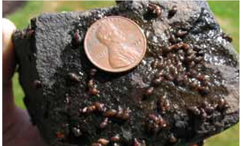 Before Quagga Mussels Idaho Had a Snail Infestation