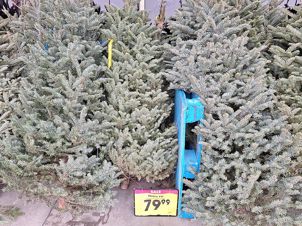 Blame Biden for Idaho Christmas Tree Costs