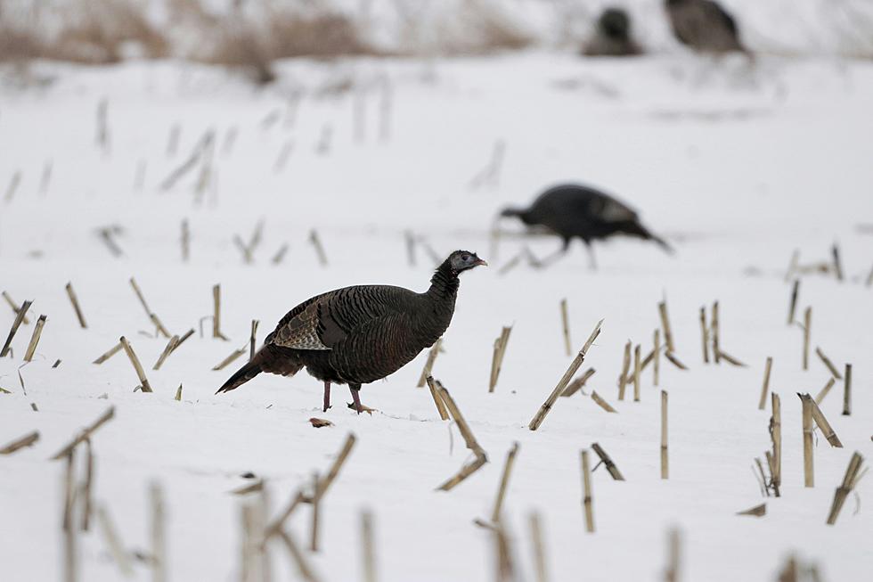 Wild Turkeys are a Growing Species in Southern Idaho