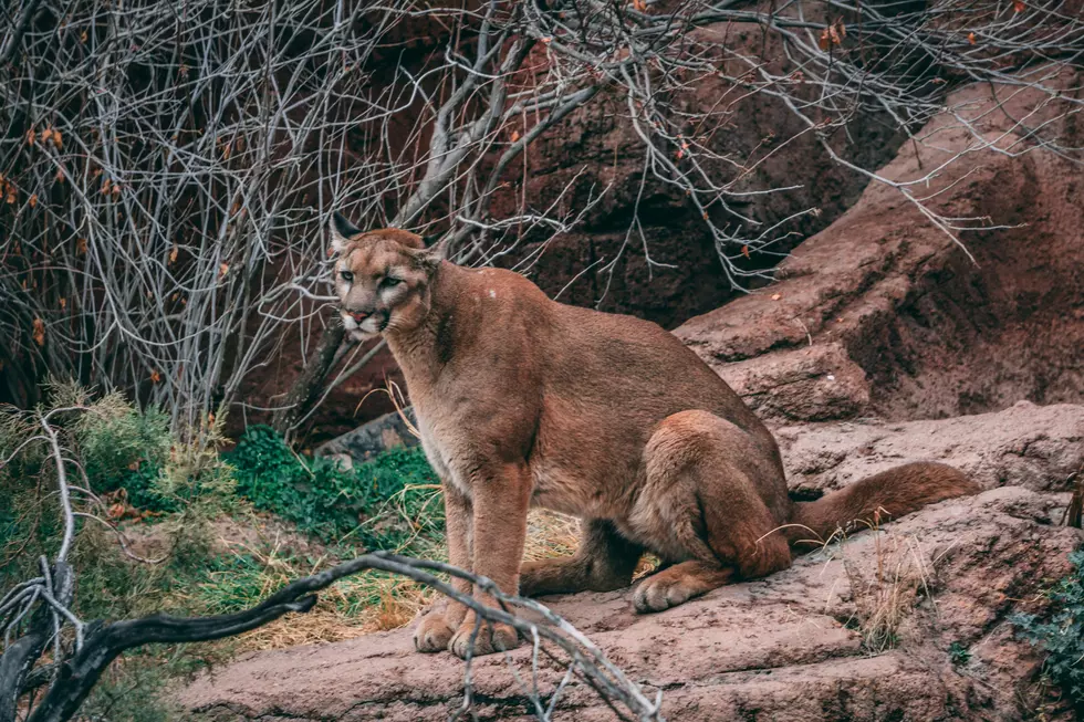 ALERT:  Lion Could be Roaming Twin Falls