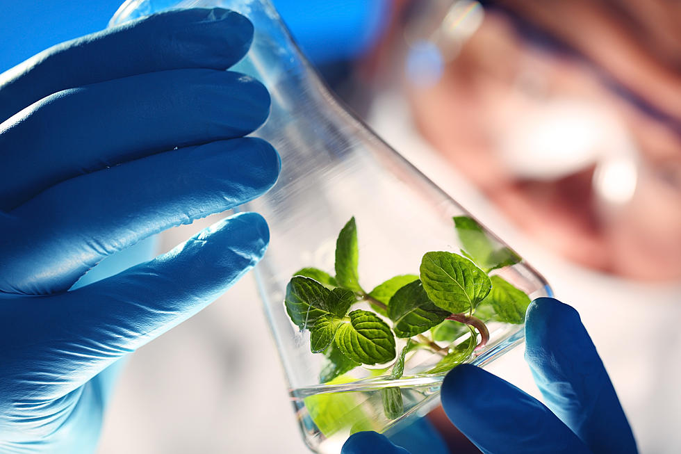 Plants vs. Genes: Is Food More Effective Than Medicine?