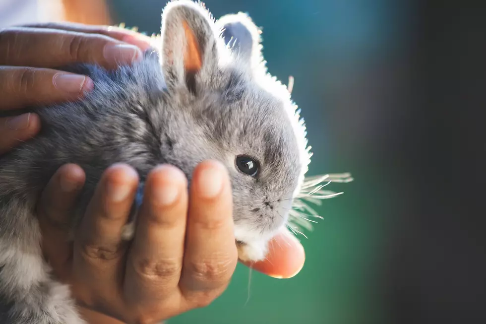 Colombia Set to be First South American Country to End Cosmetic Animal Testing