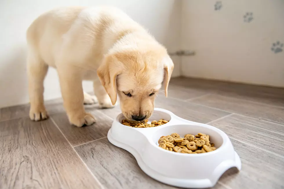 Is Vegan Dog Food Right for Your Pet? Here&#8217;s What the Research Says