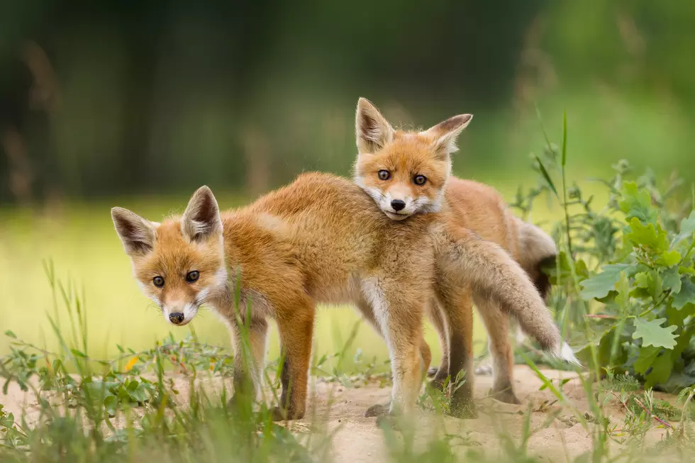 Hungary Announces Ban on Mink and Fox Fur Farming