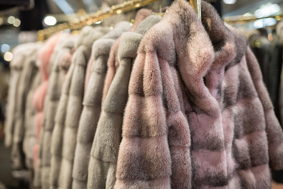 Ann Arbor, Michigan Passes Citywide Ban on Fur