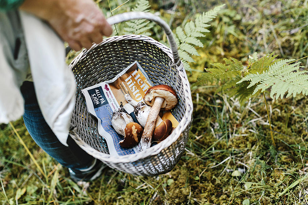 The Best Travel Destinations Around the World To Go Foraging