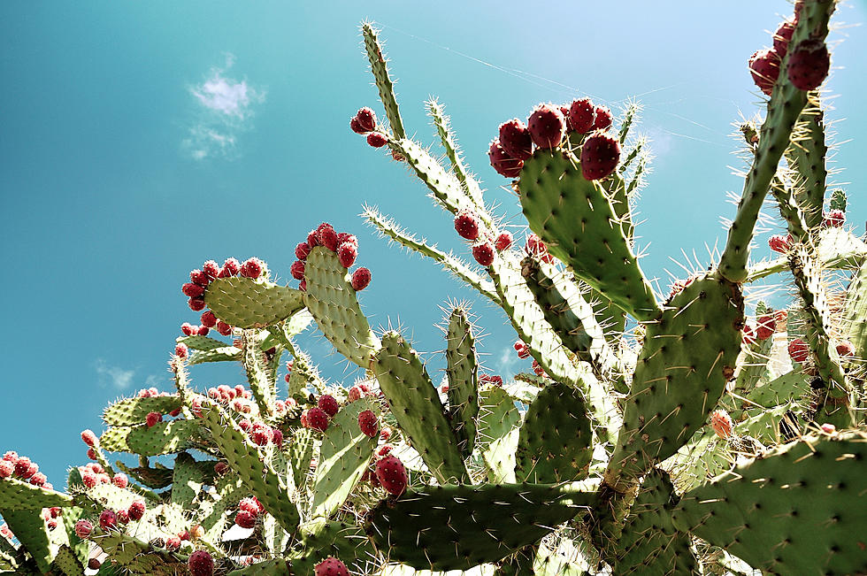 The 5 Health Benefits of Cactus, According to an Expert