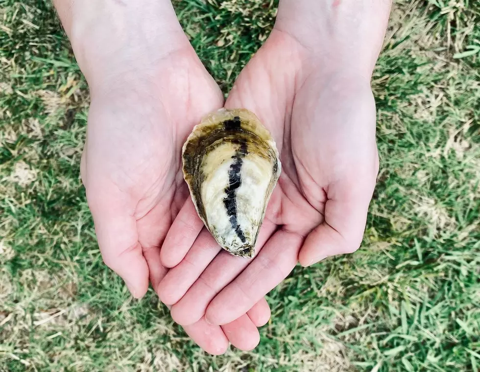 This Company is Making Plant-Based Oysters in a Biodegradable Shell