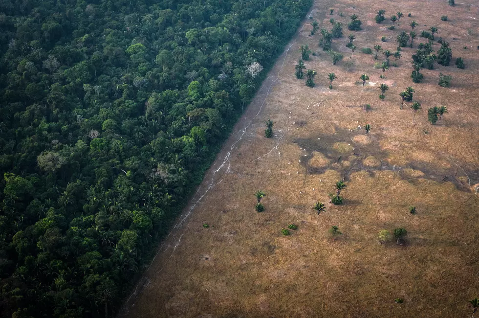 How the Meat Industry is Destroying the Amazon Rainforest