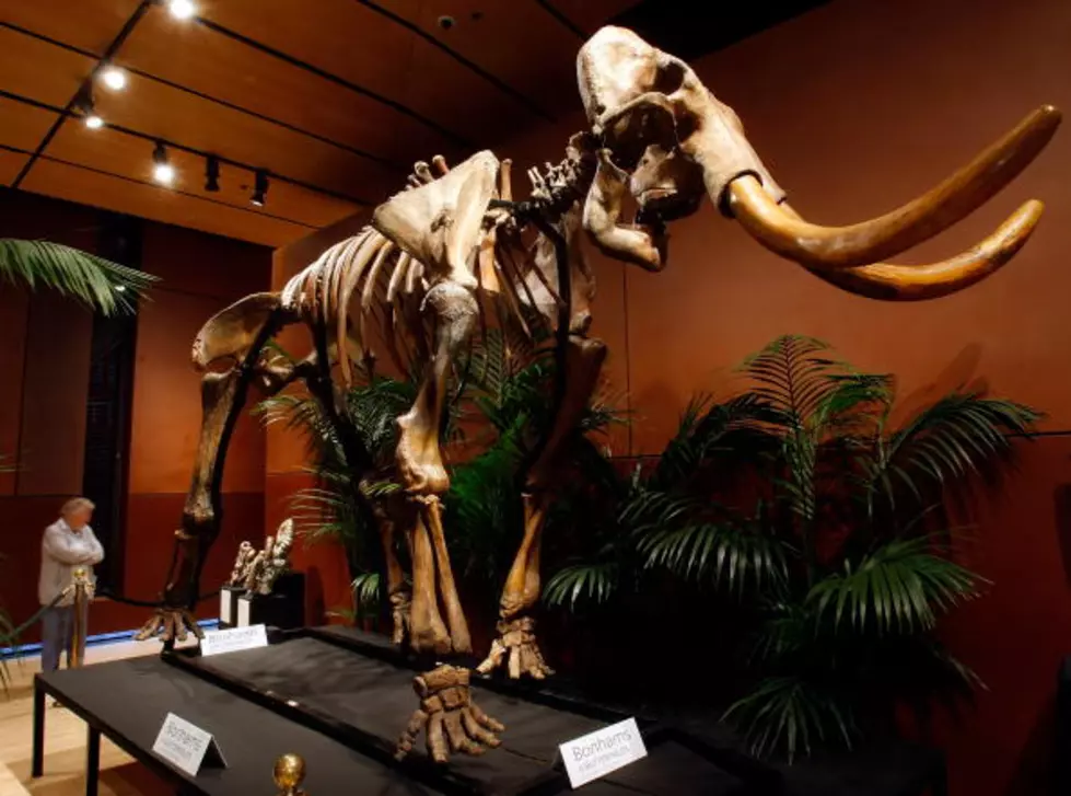 Scientists Plan To Clone Woolly Mammoth