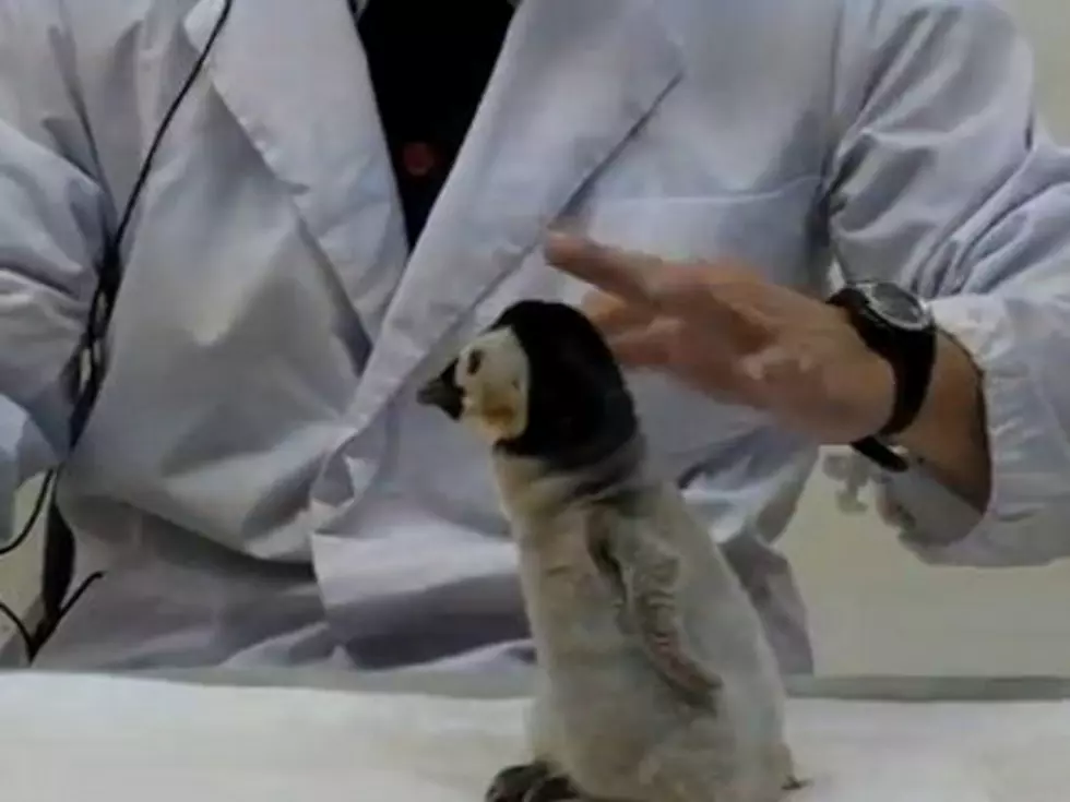 Cute Alert! Baby Emperor Penguin Being Fed From Bottle [VIDEO]