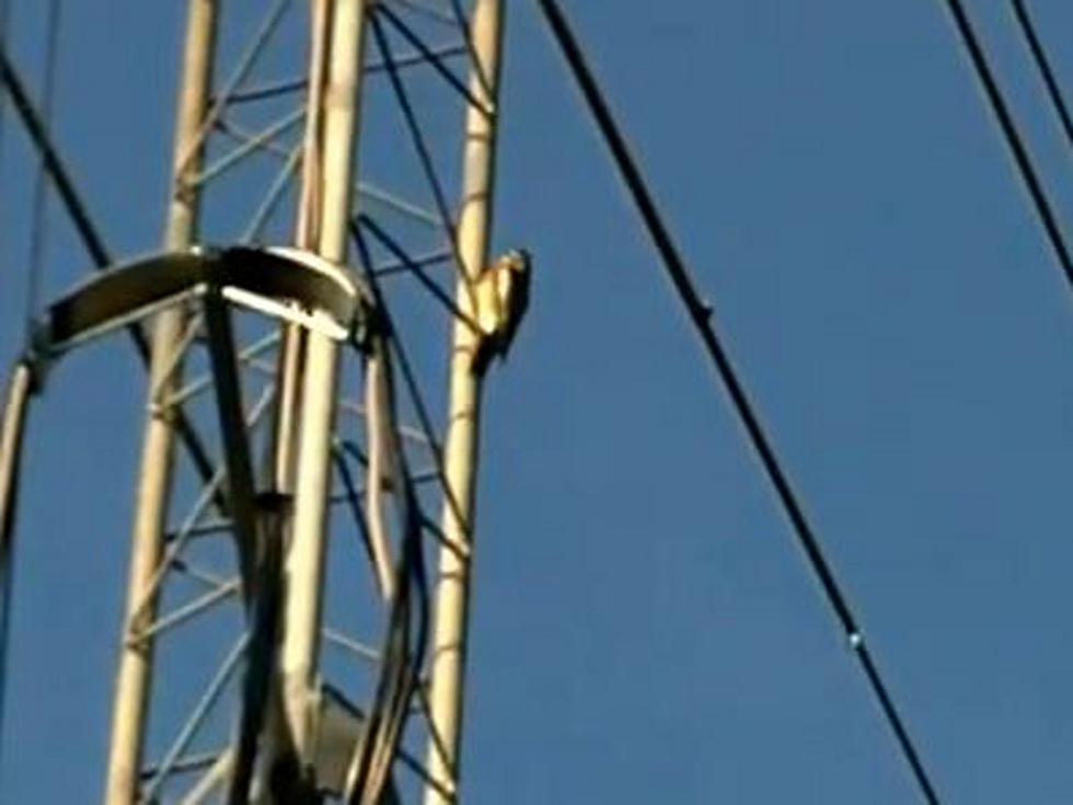 Misguided Woodpecker Tries to Peck Hole in Radio Tower [VIDEO]
