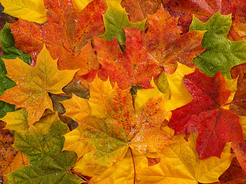 Here's When The Leaves Will Change Color In Southern Idaho