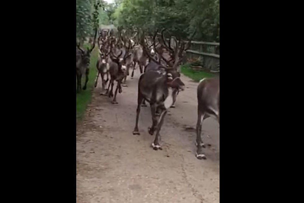 Baby Reindeer Preparing For Christmas Will Surely Help Your Christmas Cheer