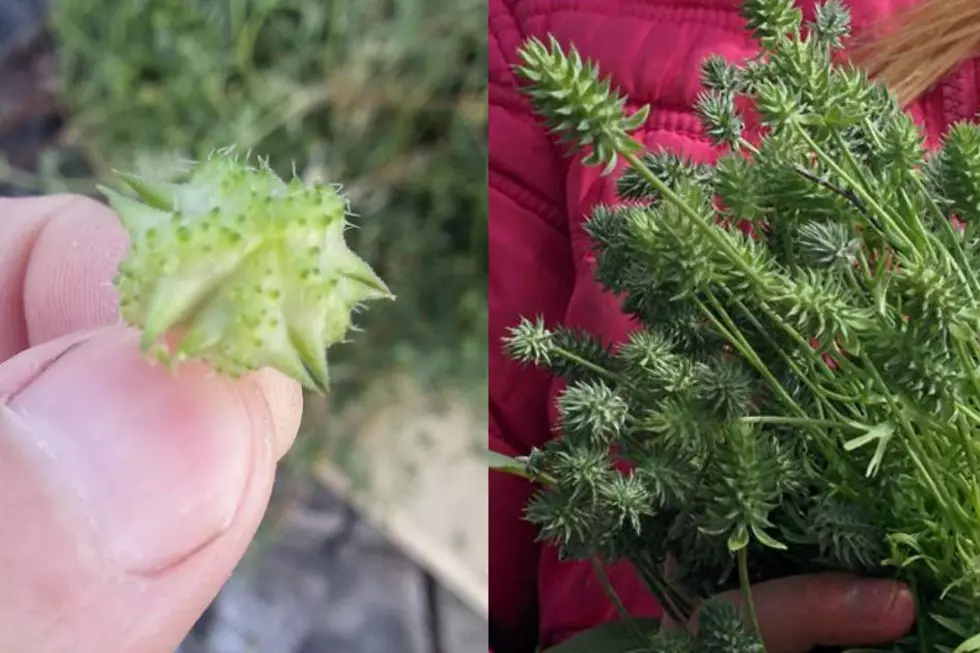 What Is The Worst Weed In Idaho – Goat Head vs Bur Buttercup