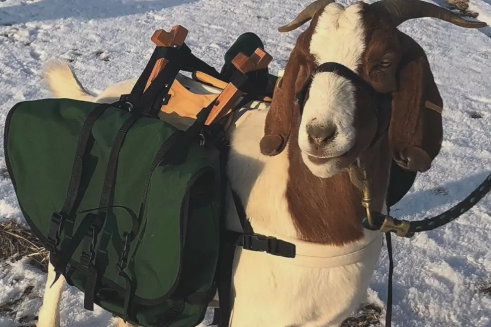Could We See Goat Caddies Soon In Southern Idaho?