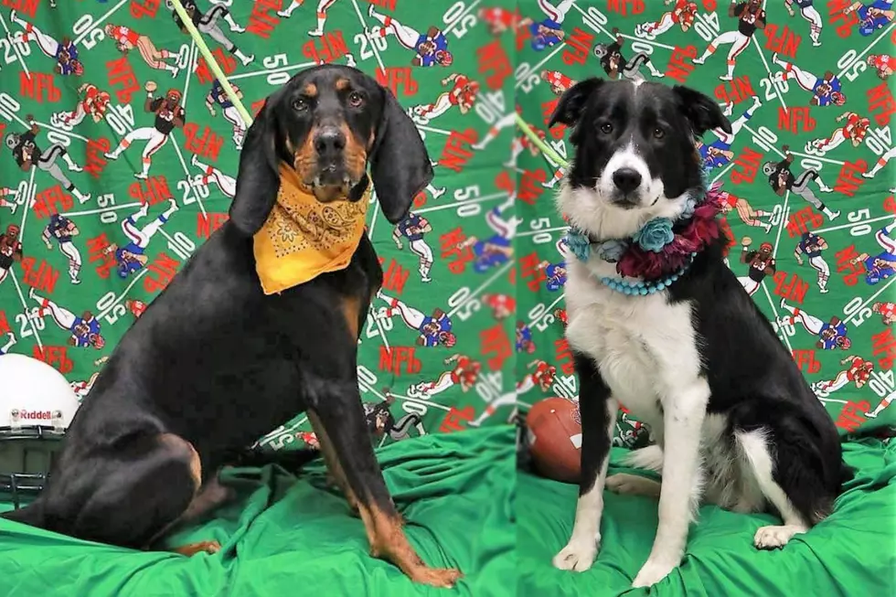 Macy and Hank Are Two Well Trained Dogs Looking For Homes In Twin Falls