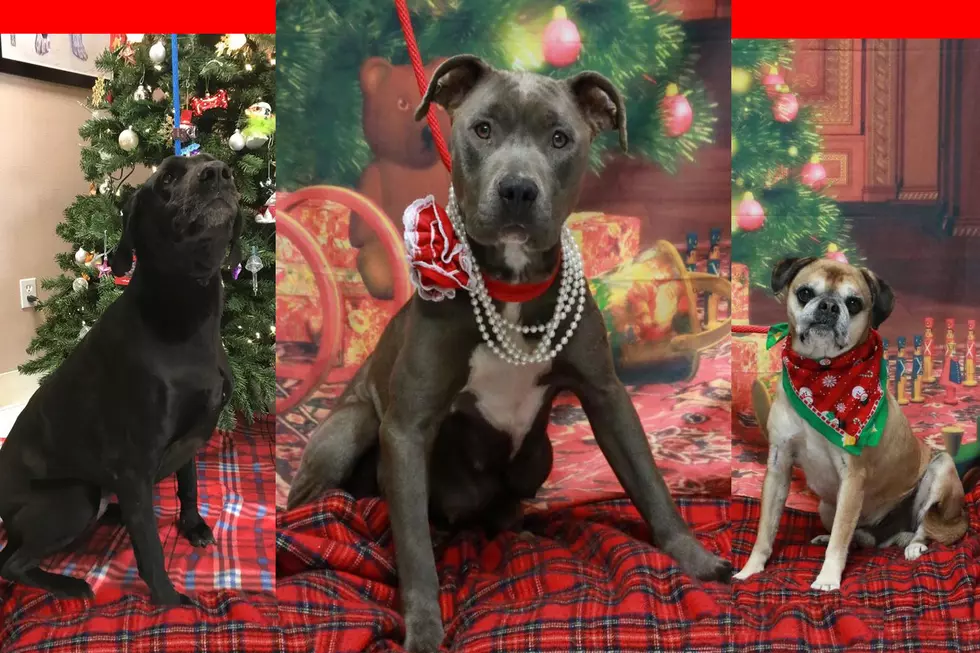 Find Your Best Friend For The New Year At The Twin Falls Animal Shelter