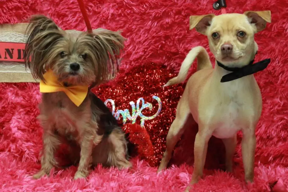 Twin Falls Animal Shelter Dogs Get Dressed Up For Valentine’s Day