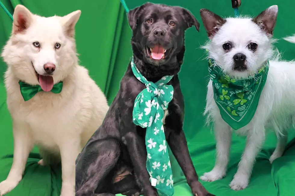 Twin Falls Animal Shelter Pets Are Dressed For St. Patrick’s Day