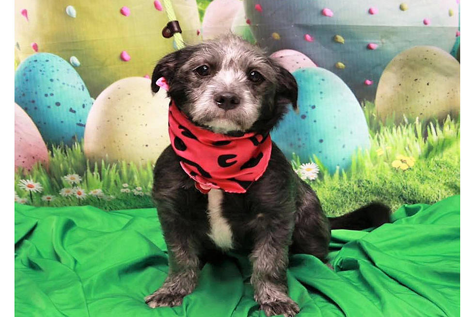 OMG: Look At These Adorable Adoptable Doggos