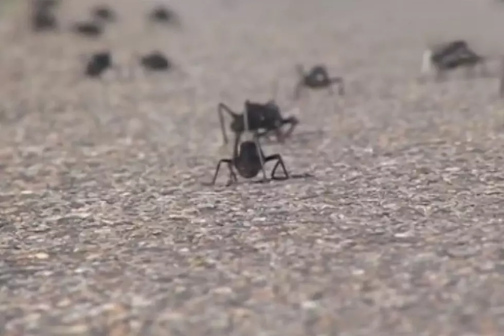 MUST WATCH: Have The Mormon Crickets Returned To Idaho