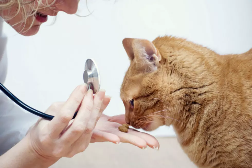 This Video Shows Why You Shouldn’t Use Dog Meds On Your Cats