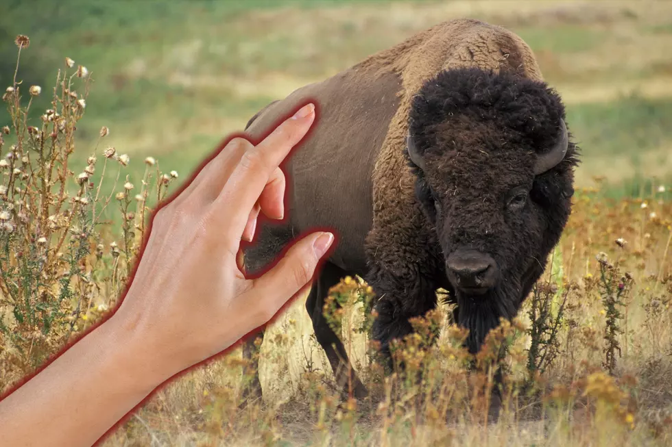 National Park Service Posts Graphic On How To Pet Wild Animals