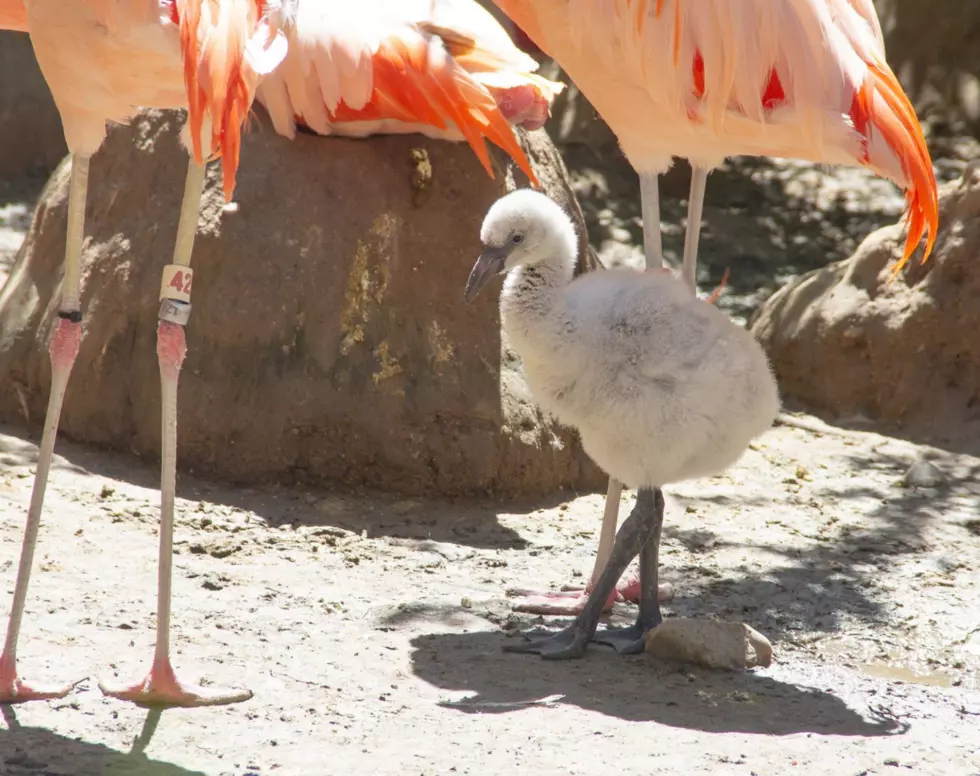 The Baby Flamingos At Idaho Falls Zoo Are A Must See