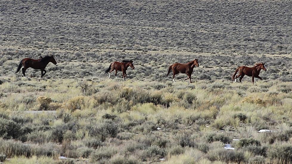 BLM Removes Nearly 300 Horses From Challis Herd