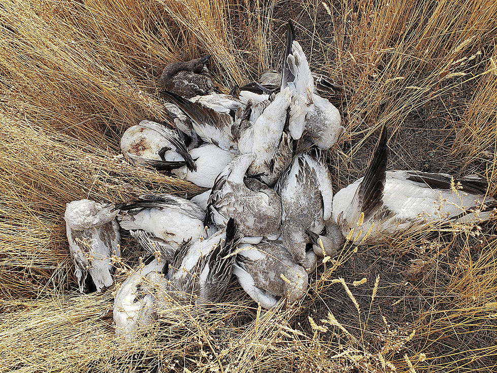 More Than 100 Geese and Ducks Left to Rot Near Gooding
