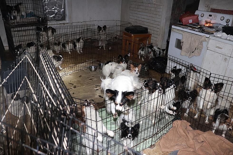 Mountain Home Woman Faces Animals Cruelty Charges, 55 Dogs Removed from Home