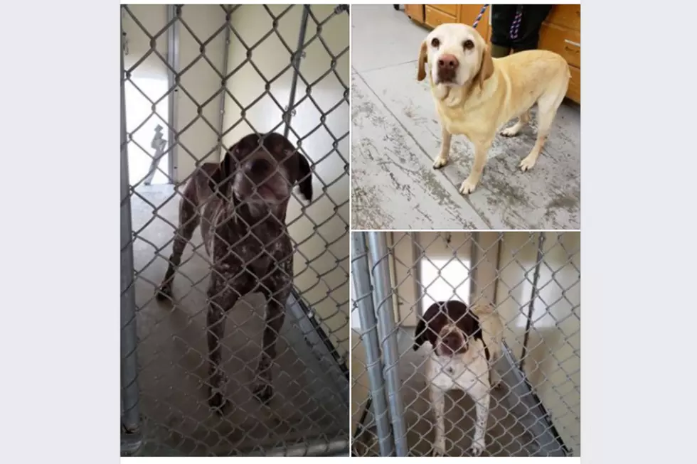3 Stray Dogs Found Together Need Their Humans To Come Get Them