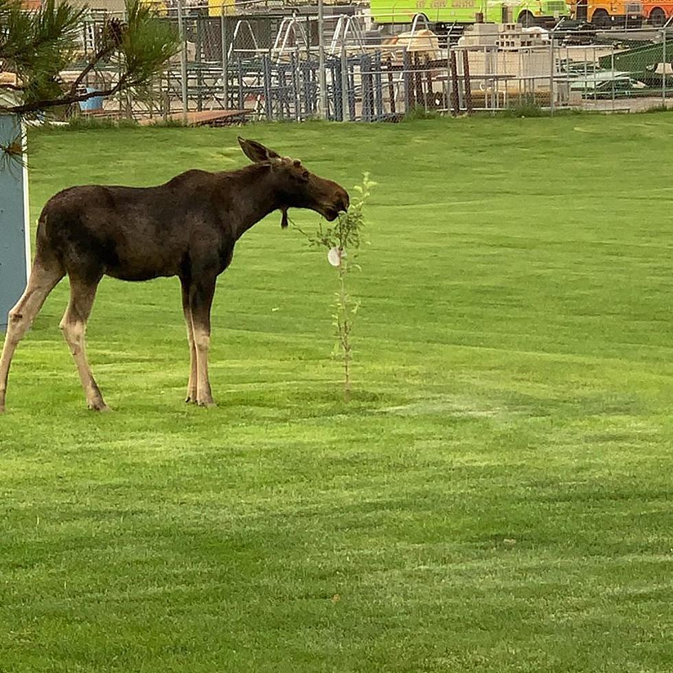 Young Moose On The Loose In Twin Falls County