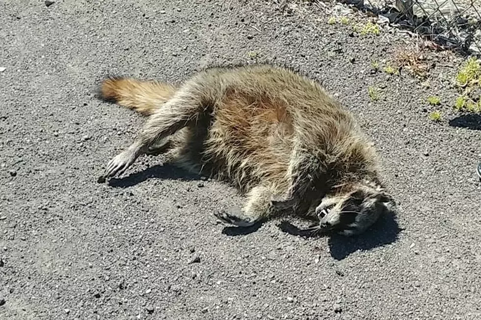 Cheapskate Southern Idaho Family Uses Roadkill For Dinner + Gifts
