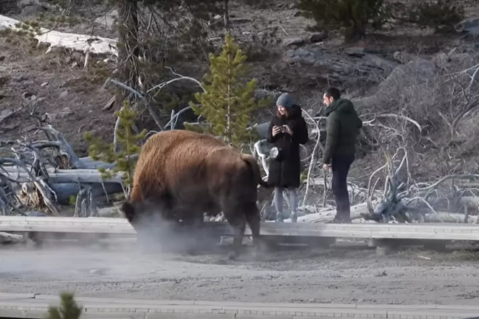 Yellowstone Touron Gets Handsy with a Bison Booty and Somehow Lives