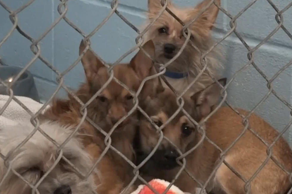 More Than 80 Adorable Dogs Found Abandoned in Kellogg, Idaho Home