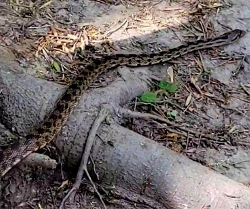 Was This Family In Danger? What Kind of Snake Is This?