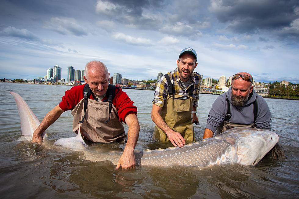 Record Breaking Sturgeon Caught North of Idaho is a True River Monster