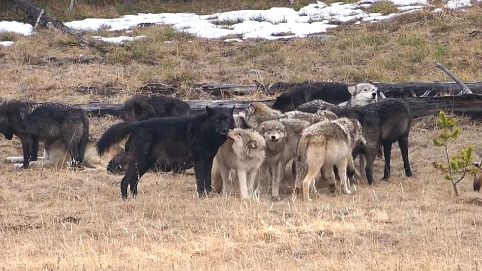 Watch: A Lucky Yellowstone Tourist Got Rare Video of the Wapiti Lake Wolf Pack