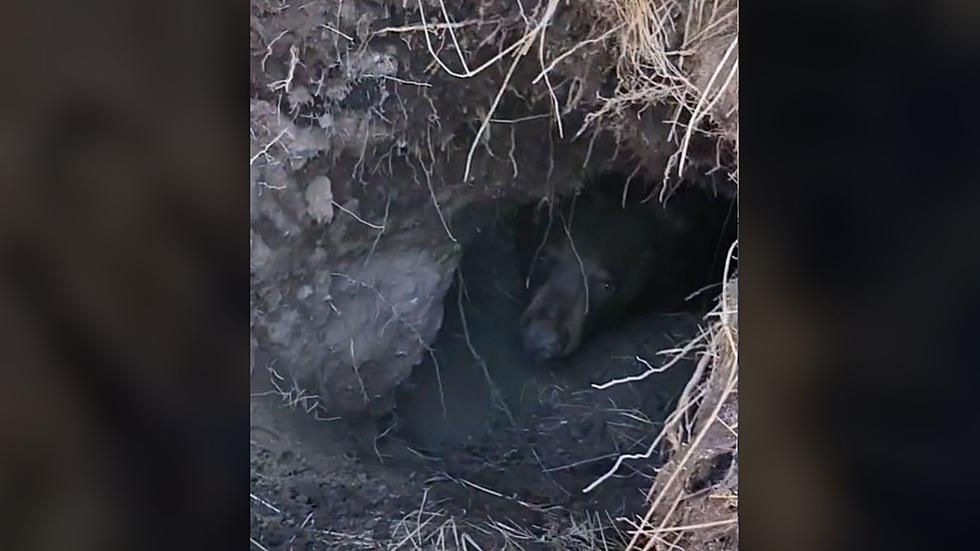 2 Idaho Hunters Found a Big Bear Hiding in a Small Hole