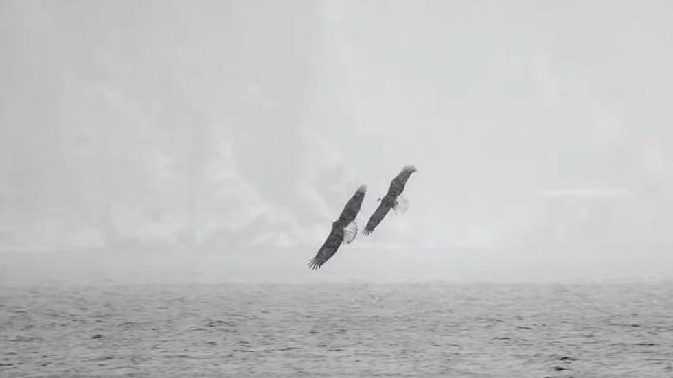 Watch as Bald Eagles in Idaho Fish During a Beautiful Winter Snow Storm