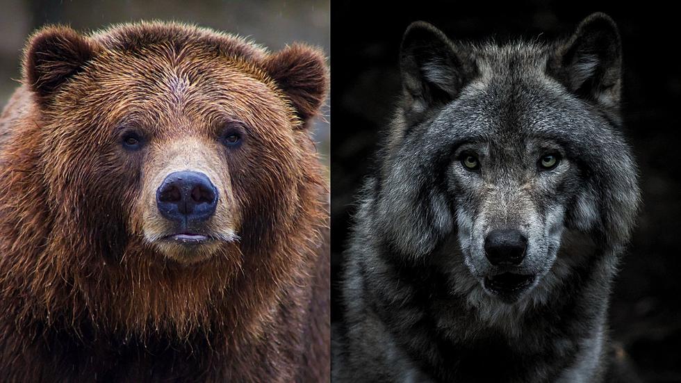 WATCH: Yellowstone Wolf Calmly Escorts a Grizzly Bear