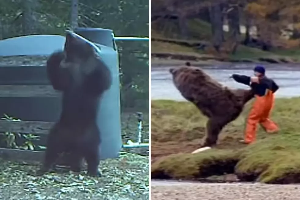 WATCH: The 2 Funniest Bear Videos On The Internet